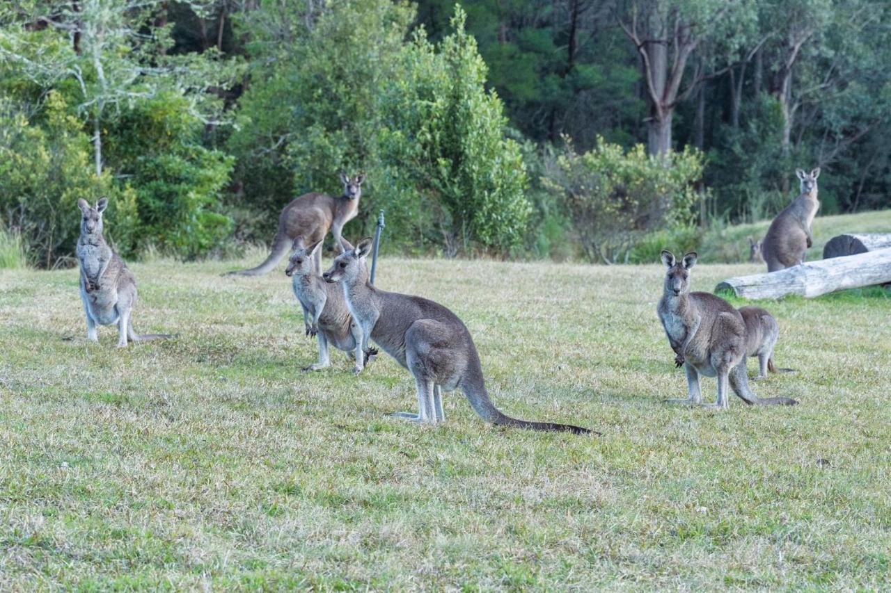 Jumulu Lodge A Unique Luxury Escape Kangaroo Valley Esterno foto